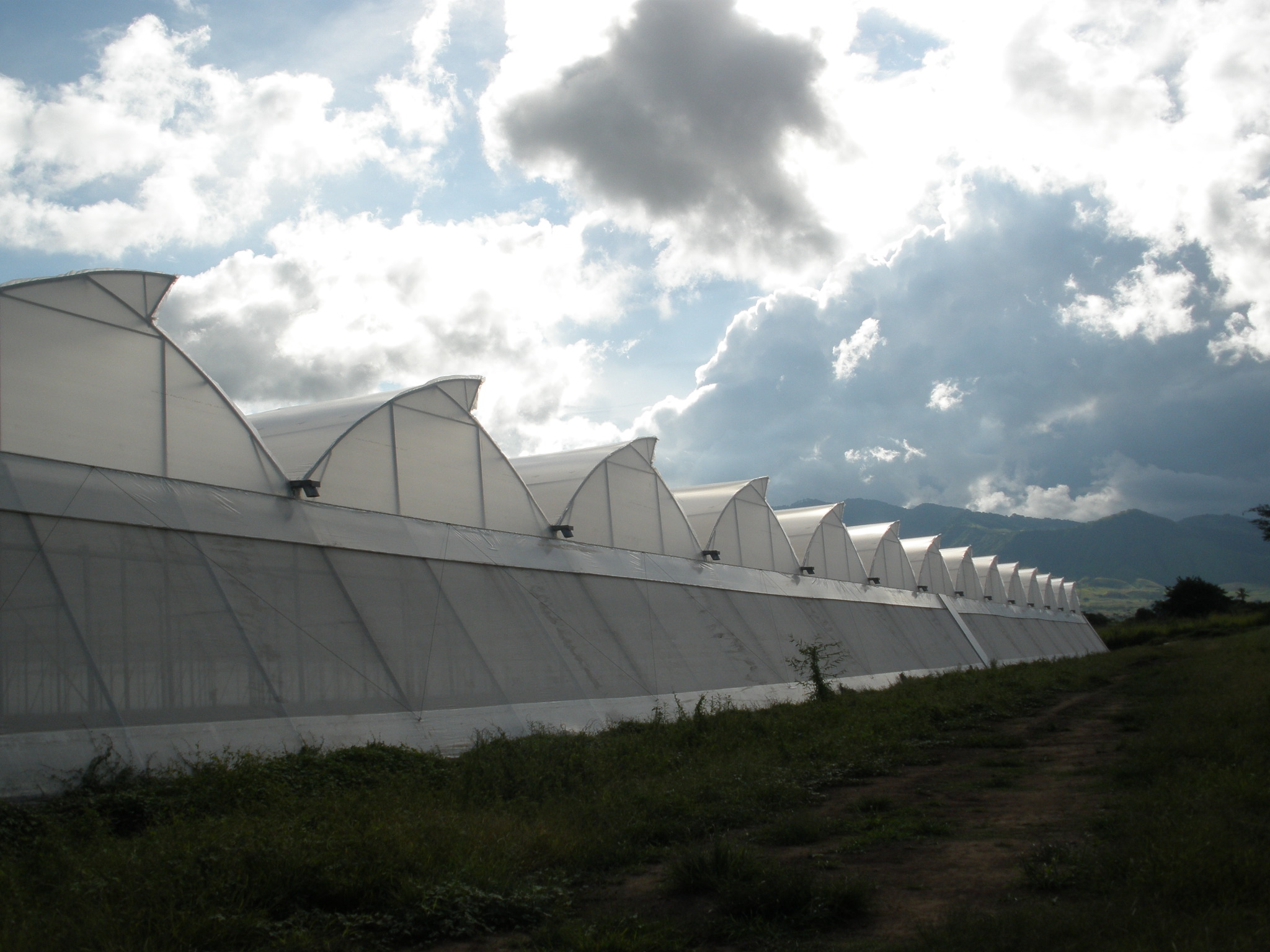 Greenhouse Guatemala